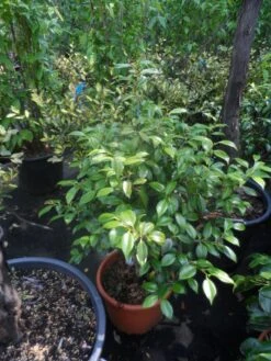 Camelia (Camellia, Rood) 22 Camelia (Camellia, Rood) -PlantenPracht Winkel camellia japonica 60 80 c20 25 1