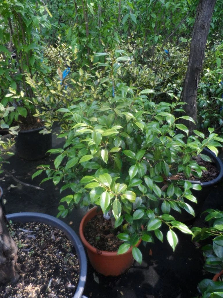 Camelia (Camellia, Rood) 10 Camelia (Camellia, Rood) - Afbeelding 8