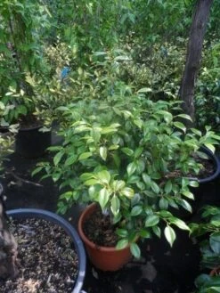 Camelia (Camellia, Wit) -PlantenPracht Winkel camellia japonica 60 80 c20 25 1