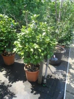 Camelia (Camellia, Wit) -PlantenPracht Winkel camellia japonica 80 100 1 2