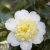 Camelia (Camellia Japonica 'Brushfield's Yellow') -PlantenPracht Winkel camellia japonica brushfield s yellow 1