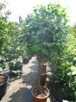 Camelia Op Stam (Camellia Japonica) -PlantenPracht Winkel camellia japonica halfstam c35 50 2