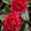 Camelia (Camellia Japonica 'Kramer's Supreme') -PlantenPracht Winkel camellia japonica kramer s supreme