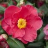 Camelia (Camellia Japonica 'San Dimas') -PlantenPracht Winkel camellia japonica red