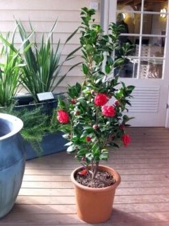 Camellia (Camellia Japonica 'Black Lace') -PlantenPracht Winkel camellia ret. black lace 2 2