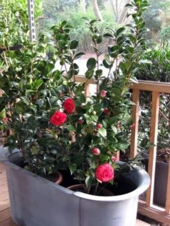 Camellia (Camellia Japonica 'Black Lace') -PlantenPracht Winkel camellia ret. black lace 3