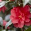 Camelia (Camellia Reticulata 'Mary Williams') -PlantenPracht Winkel camellia reticulata mary williams