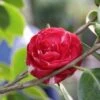Camelia (Camellia, Rood) -PlantenPracht Winkel camellia rood