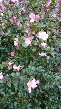 Camelia Als Boom (Camellia Sasanqua) -PlantenPracht Winkel camellia sasangua 2 1 2