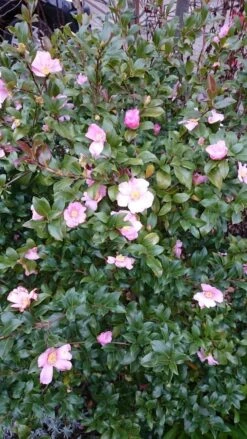 Camelia Als Bonsai (Camellia Sasanqua) -PlantenPracht Winkel camellia sasangua 4 2