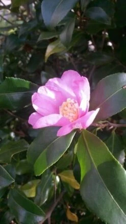 Camelia (Camellia Sasanqua) -PlantenPracht Winkel camellia sasanqua 1
