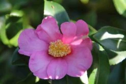 Camelia (Camellia Sasanqua) -PlantenPracht Winkel camellia sasanqua 2 1 1