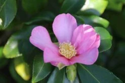 Camelia (Camellia Sasanqua) -PlantenPracht Winkel camellia sasanqua 3 1 1