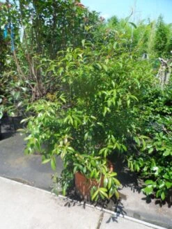 Camelia (Camellia Sasanqua) -PlantenPracht Winkel camellia sasanqua 60 80 100 c25