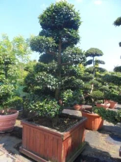 Camelia Als Bonsai (Camellia Sasanqua) -PlantenPracht Winkel camellia sasanqua bonsai 200 225 houten bak 1