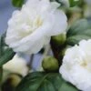 Camelia (Camellia, Wit) -PlantenPracht Winkel camellia white