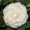 Camelia (Camellia Japonica ‘Perfection White’) -PlantenPracht Winkel camellia white p