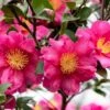 Camelia (Camellia Sasanqua 'Kanjiro')