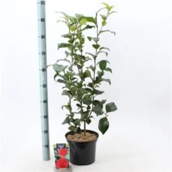 Camelia (Camellia Japonica 'Kramer's Supreme') -PlantenPracht Winkel camelliakramerssupreme02