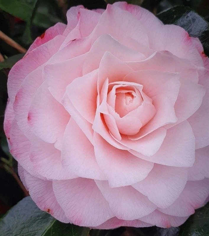 Camelia (Camellia Japonica 'Sacco Vera') 3 Camelia (Camellia Japonica 'Sacco Vera')