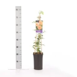 Trompetbloem (Campsis Radicans 'Flava') -PlantenPracht Winkel campsis radicans flava