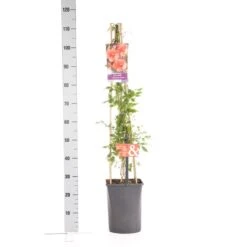 Trompetbloem (Campsis Tagliabuana 'Mme Galen') -PlantenPracht Winkel campsis t. madame galen 1.00 1.25 1