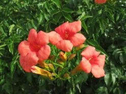 Trompetbloem (Campsis Tagliabuana 'Mme Galen') -PlantenPracht Winkel campsis tagliabuana mme galen 1