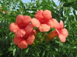 Trompetbloem, Halfstam (Campsis Tagliabuana 'Mme Galen') -PlantenPracht Winkel campsis tagliabuana mme galen 2 1