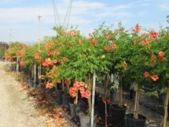 Trompetbloem, Halfstam (Campsis Tagliabuana 'Mme Galen') -PlantenPracht Winkel campsis tagliabuana mme galen halfstam 2