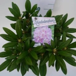 Dwergrhododendron (Rhododendron 'Caroline Allbrook') -PlantenPracht Winkel car. allbrook c4 boven 2
