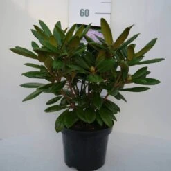 Dwergrhododendron (Rhododendron 'Caroline Allbrook') -PlantenPracht Winkel car. allbrook c4 voor