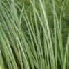 Oeverzegge (Carex Riparia) -PlantenPracht Winkel carex riparia 1