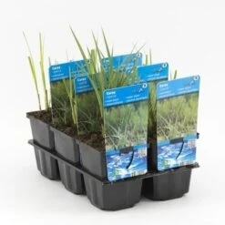 Oeverzegge (Carex Riparia) -PlantenPracht Winkel carex riparia 20180321213112