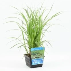 Oeverzegge (Carex Riparia) -PlantenPracht Winkel carex riparia 20180425121140 m 12610 p18