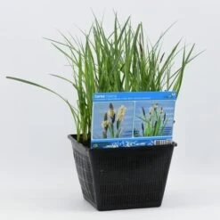 Oeverzegge (Carex Riparia) -PlantenPracht Winkel carex riparia 28x28 20180412192544 2 1
