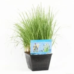 Oeverzegge (Carex Riparia) -PlantenPracht Winkel carex riparia s m 13630 p28