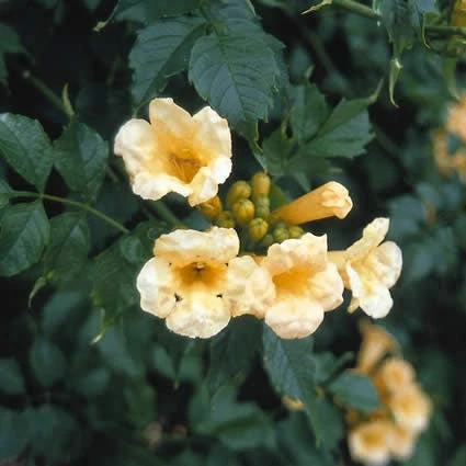 Trompetbloem (Campsis Radicans 'Flava') 4 Trompetbloem (Campsis Radicans 'Flava') - Afbeelding 2