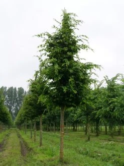 Grote Haagbeuk (Carpinus Betulus) -PlantenPracht Winkel carpinus betulus s 25 30