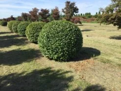 Haagbeuk Als Bolvorm (Carpinus Betulus) -PlantenPracht Winkel carpinus betulus 140 cm breed bol drkl 1