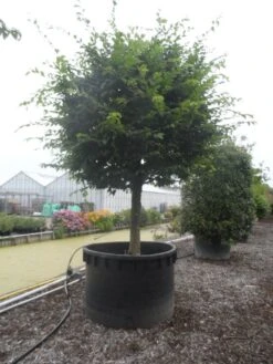 Haagbeuk Als Bolboom (Carpinus Betulus) -PlantenPracht Winkel carpinus betulus 40 45ha c1000 bol