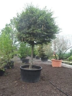 Haagbeuk Als Bolboom (Carpinus Betulus) -PlantenPracht Winkel carpinus betulus 40 45ho c1000 bol 1