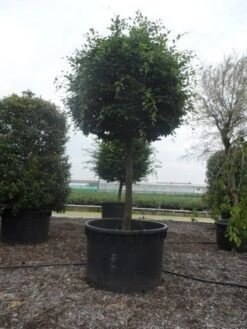 Haagbeuk Als Bolboom (Carpinus Betulus) -PlantenPracht Winkel carpinus betulus 40 45ho c1000 bol 2 1