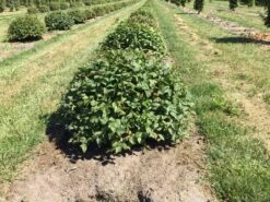 Haagbeuk Als Bolvorm (Carpinus Betulus) -PlantenPracht Winkel carpinus betulus 60 cm breed bol drkl 2