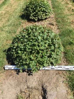 Haagbeuk Als Bolvorm (Carpinus Betulus) -PlantenPracht Winkel carpinus betulus 80 cm breed bol drkl 2