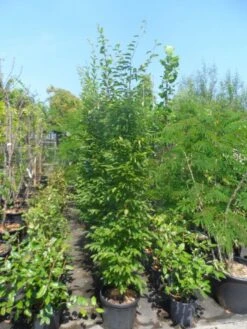 Haagbeuk Als Boom (Carpinus Betulus 'Fastigiata') 26 Haagbeuk Als Boom (Carpinus Betulus 'Fastigiata') -PlantenPracht Winkel carpinus betulus fastigiata 175 200 250 c25 2