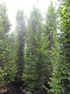 Haagbeuk Als Boom (Carpinus Betulus 'Fastigiata') 27 Haagbeuk Als Boom (Carpinus Betulus 'Fastigiata') -PlantenPracht Winkel carpinus betulus fastigiata 300 350 c70 2