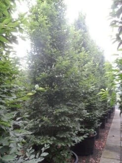 Zuilhaagbeuk (Carpinus Betulus 'Frans Fontaine') 18 Zuilhaagbeuk (Carpinus Betulus 'Frans Fontaine') -PlantenPracht Winkel carpinus betulus fastigiata 350 400 500 c240 2