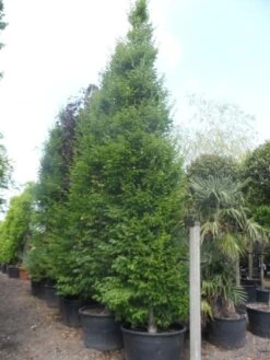 Haagbeuk Als Boom (Carpinus Betulus 'Fastigiata') 30 Haagbeuk Als Boom (Carpinus Betulus 'Fastigiata') -PlantenPracht Winkel carpinus betulus fastigiata 450 500 600 c285 2