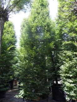 Haagbeuk Als Boom (Carpinus Betulus 'Fastigiata') 25 Haagbeuk Als Boom (Carpinus Betulus 'Fastigiata') -PlantenPracht Winkel carpinus betulus fastigiata 500 600 700 c500 1