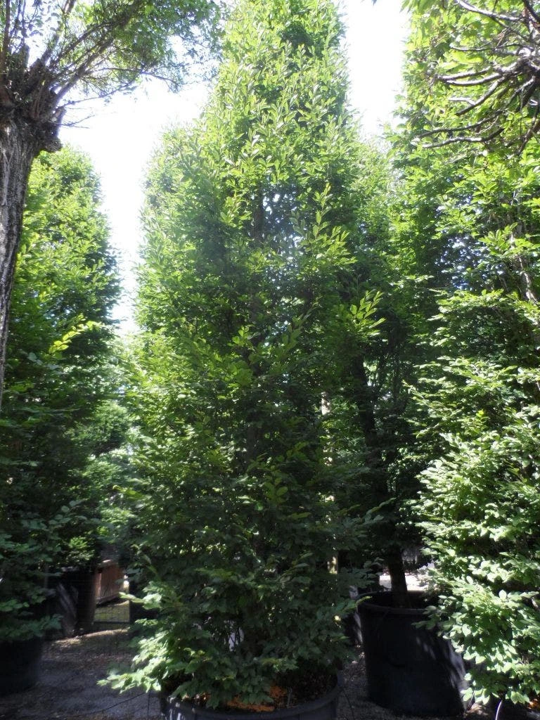 Haagbeuk Als Boom (Carpinus Betulus 'Fastigiata') 10 Haagbeuk Als Boom (Carpinus Betulus 'Fastigiata') - Afbeelding 8